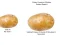 Jeu Potato Construct 2 Edition en ligne