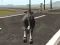 Jeu Crazy Bull City en ligne