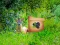 Jeu Return To Alsunga Forest en ligne