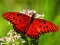 Jeu Nature Jigsaw Puzzle Butterfly en ligne