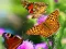 Jeu Butterfly Slide en ligne