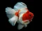Jeu Gold Fish Jigsaw Puzzle en ligne