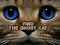 Jeu Find the Ghost Cat en ligne
