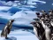 Jeu Penguins Slide en ligne