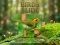 Jeu Birds Slide en ligne