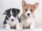 Jeu Cute Puppies Puzzle en ligne