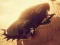 Jeu Car vs Zombie Derby en ligne