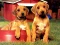 Jeu Puppy Pairs Puzzle en ligne