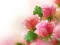 Jeu Pink Roses en ligne