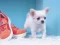 Jeu Lovely Puppy Puzzle en ligne