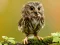 Jeu Animal Hidden Stars en ligne