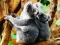 Jeu Cute Baby Koala Bear en ligne