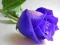 Jeu Blue Roses en ligne