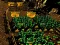 Jeu Pixel Farm en ligne