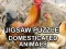 Jeu Jigsaw Puzzle Domesticated Animals en ligne