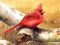 Jeu Art Birds Puzzle en ligne