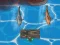 Jeu Titanic Shark Attacks en ligne