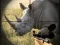 Jeu Wild Rhino Hunter en ligne