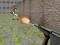 Jeu Bullet Fire en ligne