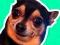 Jeu What meme dog are you ? en ligne