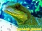 Jeu Chinese Water Dragon Jigsaw en ligne