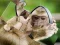 Jeu Chimpanzee Jigsaw en ligne