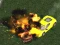 Jeu Crazy Demolition Derby V1 en ligne