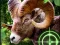 Jeu Crazy Goat Hunter 2020 en ligne