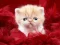 Jeu Funny Kitty en ligne