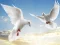 Jeu Flying Birds en ligne