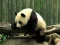 Jeu Pandas Puzzle en ligne