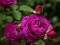 Jeu Purple Roses en ligne