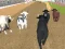 Jeu Angry Bull Racing en ligne