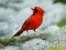 Jeu Birds Puzzle en ligne