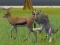 Jeu Wolf Life Simulator en ligne