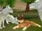 Jeu Wild Wolves Hunger Attack en ligne