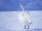 Jeu Graceful Swans en ligne