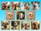 Jeu Doggie Duo Discoveries en ligne