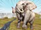 Jeu Zoo Anomaly Simulation en ligne