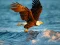 Jeu Animals Jigsaw Puzzle Eagle en ligne