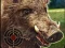 Jeu Boar Hunting Jigsaw en ligne