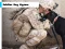 Jeu Soldier Dog Jigsaw en ligne