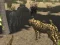 Jeu African Cheetah Hunting Simulator en ligne