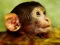 Jeu Funny Baby Monkey en ligne