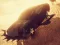 Jeu Zombie Car Driver en ligne