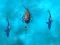 Jeu Avoid the Sharks en ligne