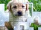 Jeu PicPu Dog en ligne