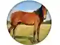 Jeu Animal Quiz en ligne