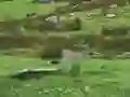 Jeu Pigeons Hunting en ligne