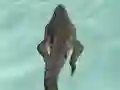 Jeu Crocodile Simulator Beach Hunt en ligne